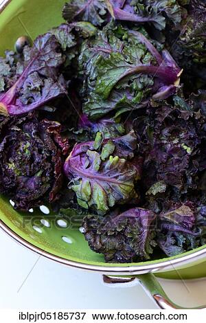 Flower Sprouts in sieve, cabbage florets, flower sprouts, cross between Brussels sprouts and kale View Large Photo Image Stock Photo - Flower Sprouts in sieve, cabbage florets, flower sprouts, cross between Brussels sprouts and kale. Fotosearch