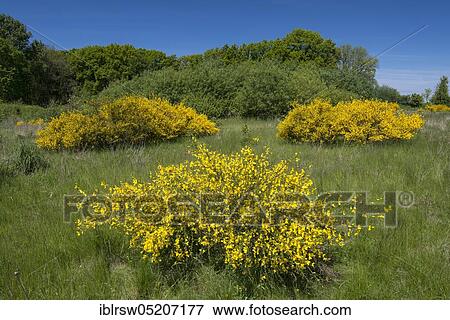 Stock Photo - Flowering broom bushes, Lower Saxony, Germany, Europe. Fotosearch