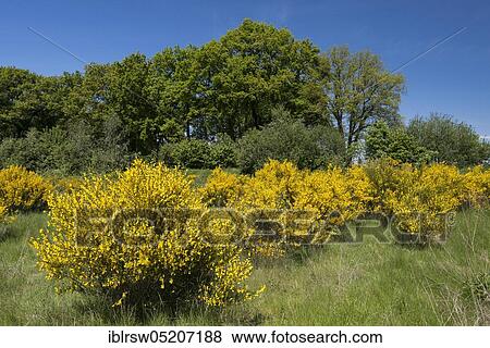 Flowering broom bushes, Lower Saxony, Germany, Europe View Large Photo Image Stock Photo - Flowering broom bushes, Lower Saxony, Germany, Europe. Fotosearch