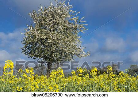 Flowering cherry tree in spring, Oldenburger Münsterland, Lower Saxony, Germany, Europe View Large Photo Image Stock Image - Flowering cherry tree in spring, Oldenburger Münsterland, Lower Saxony, Germany, Europe. Fotosearch