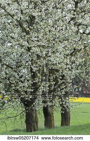 Flowering cherry trees in spring, Oldenburger Münsterland, Lower Saxony, Germany, Europe View Large Photo Image Picture - Flowering cherry trees in spring, Oldenburger Münsterland, Lower Saxony, Germany, Europe. Fotosearch
