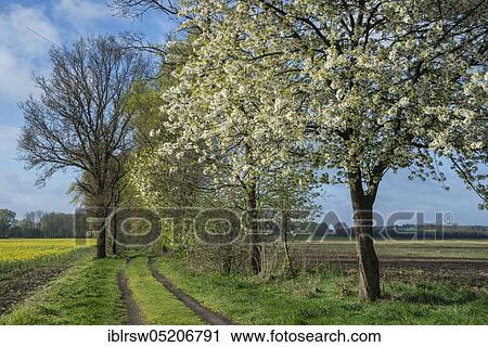 Flowering cherry trees in spring, Oldenburger Münsterland, Lower Saxony, Germany, Europe View Large Photo Image Stock Image - Flowering cherry trees in spring, Oldenburger Münsterland, Lower Saxony, Germany, Europe. Fotosearch