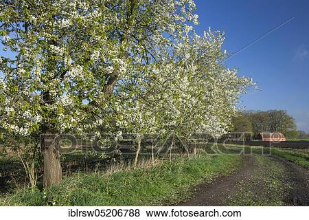 Flowering cherry trees in spring, Oldenburger Münsterland, Lower Saxony, Germany, Europe View Large Photo Image Stock Photo - Flowering cherry trees in spring, Oldenburger Münsterland, Lower Saxony, Germany, Europe. Fotosearch