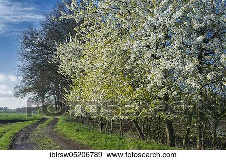 Flowering cherry trees in spring, Oldenburger Münsterland, Lower Saxony, Germany, Europe View Large Photo Image Stock Photo - Flowering cherry trees in spring, Oldenburger Münsterland, Lower Saxony, Germany, Europe. Fotosearch