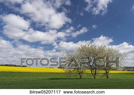 Flowering cherry trees in spring, Oldenburger Münsterland, Lower Saxony, Germany, Europe View Large Photo Image Stock Photo - Flowering cherry trees in spring, Oldenburger Münsterland, Lower Saxony, Germany, Europe. Fotosearch