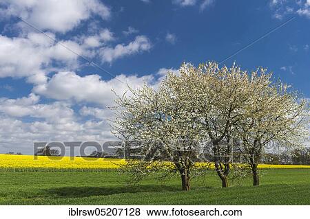 Stock Photo - Flowering cherry trees in spring, Oldenburger Münsterland, Lower Saxony, Germany, Europe. Fotosearch