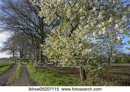 Stock Photography - Flowering cherry trees in spring, Oldenburger Münsterland, Lower Saxony, Germany, Europe. Fotosearch