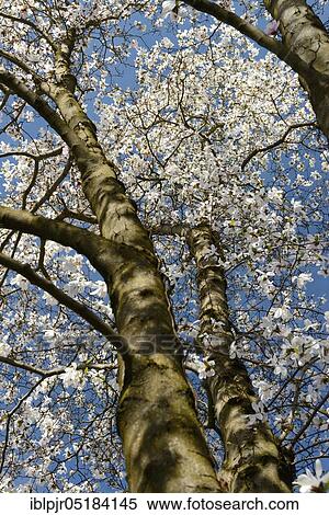 Stock Photography - Flowering magnolia ( Magnolia x loebneri), Ticino, Switzerland, Europe. Fotosearch