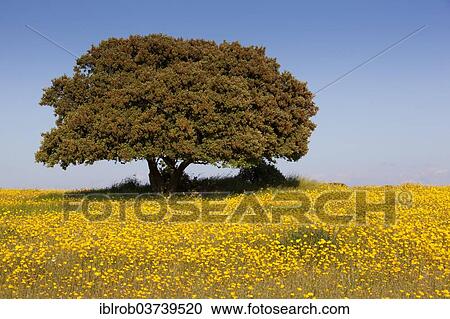 Flowering meadow with holm oak, Extremadura, Spain, Europe View Large Photo Image Stock Image - Flowering meadow with holm oak, Extremadura, Spain, Europe. Fotosearch