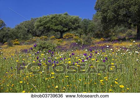 Flowering meadow with holm oaks, Extremadura, Spain, Europe View Large Photo Image Stock Photograph - Flowering meadow with holm oaks, Extremadura, Spain, Europe. Fotosearch