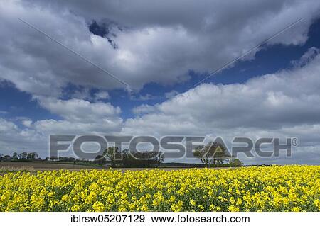 Flowering rape field, Oldenburger Münsterland, Lower Saxony, Germany, Europe View Large Photo Image Stock Photo - Flowering rape field, Oldenburger Münsterland, Lower Saxony, Germany, Europe. Fotosearch