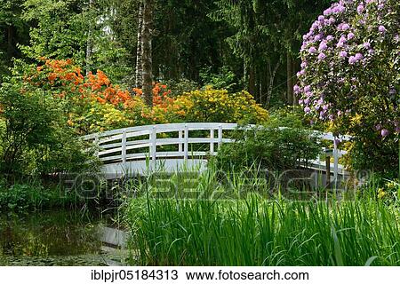Flowering Rhododendron, Bridge (Rhododendron spec. ), Seleger Moor, Rifferswil, Canton Zurich, Switzerland, Europe View Large Photo Image Stock Image - Flowering Rhododendron, Bridge (Rhododendron spec. ), Seleger Moor, Rifferswil, Canton Zurich, Switzerland, Europe. Fotosearch