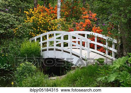 Stock Photography - Flowering Rhododendron, Bridge (Rhododendron spec. ), Seleger Moor, Rifferswil, Canton Zurich, Switzerland, Europe. Fotosearch