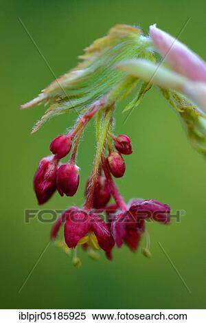 Stock Photography - Flowers and leaf shoots, Japanese ( Acer japonicum aconitifolium) maple. Fotosearch