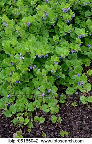 Stock Image - Flowers, Ground ivy (Glechoma hederacea), Austria, Europe. Fotosearch