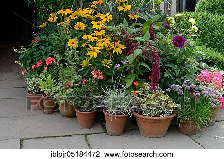 Stock Image - Flowers in pots, Garden Great Dixter, Northiam, East Sussex, England, Great Britain. Fotosearch