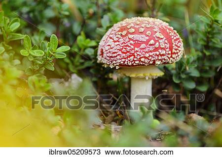 Stock Image - Fly agaric (Amanita muscaria) Goldenstedter Moor, Diepholzer Moorniederung, Lower Saxony, Germany, Europe. Fotosearch