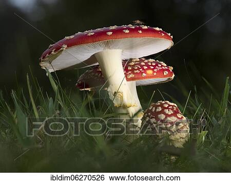 Stock Photograph - Fly agarics (Amanita muscaria), Gütersloh, North Rhine-Westphalia. Fotosearch