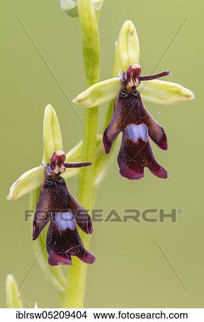 Fly orchid (Ophrys insectifera) Lower Saxony, Germany, Europe View Large Photo Image Picture - Fly orchid (Ophrys insectifera) Lower Saxony, Germany, Europe. Fotosearch