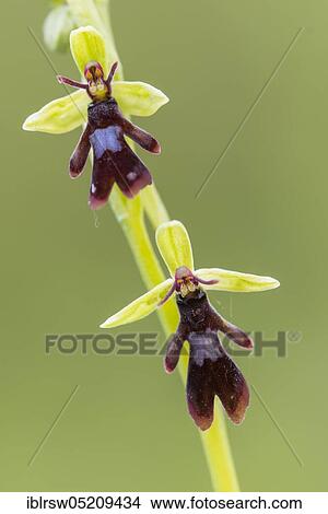 Fly orchid (Ophrys insectifera) Lower Saxony, Germany, Europe View Large Photo Image Picture - Fly orchid (Ophrys insectifera) Lower Saxony, Germany, Europe. Fotosearch