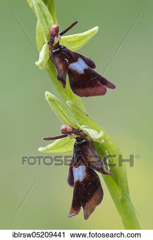 Stock Image - Fly orchid (Ophrys insectifera) Lower Saxony, Germany, Europe. Fotosearch