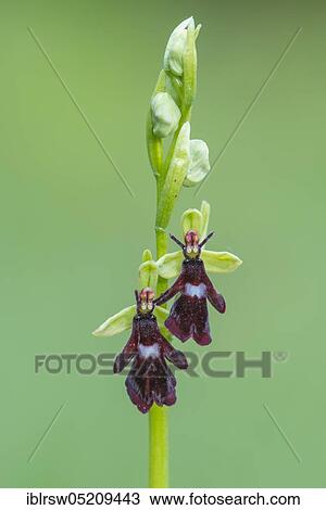 Stock Image - Fly orchid (Ophrys insectifera) Lower Saxony, Germany, Europe. Fotosearch