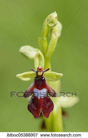 Fly Ragwort (Ophrys insectifera), Lower Saxony, Germany, Europe View Large Photo Image Stock Photo - Fly Ragwort (Ophrys insectifera), Lower Saxony, Germany, Europe. Fotosearch