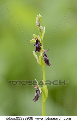 Fly Ragwort (Ophrys insectifera), Lower Saxony, Germany, Europe View Large Photo Image Stock Photograph - Fly Ragwort (Ophrys insectifera), Lower Saxony, Germany, Europe. Fotosearch