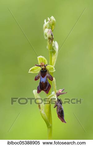 Fly Ragwort (Ophrys insectifera), Lower Saxony, Germany, Europe View Large Photo Image Stock Photography - Fly Ragwort (Ophrys insectifera), Lower Saxony, Germany, Europe. Fotosearch