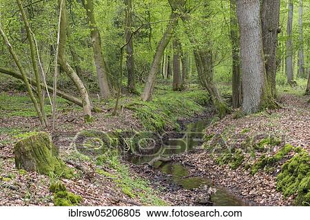 Stock Photography - Forest brook, NSG Herrenholz, Lower Saxony, Germany, Europe. Fotosearch