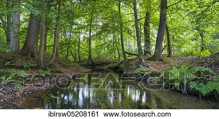 Stock Image - Forest brook, Visbek, Lower Saxony, Germany, Europe. Fotosearch