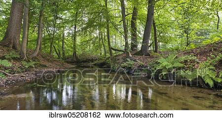Stock Image - Forest brook, Visbek, Lower Saxony, Germany, Europe. Fotosearch