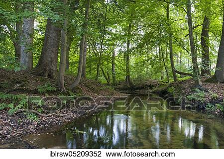 Forest brook, Visbek, Lower Saxony, Germany, Europe View Large Photo Image Stock Image - Forest brook, Visbek, Lower Saxony, Germany, Europe. Fotosearch