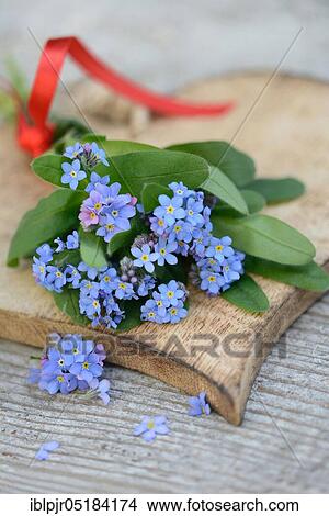 Picture - Forget-Me-Not ( Myosotis spec. ). Fotosearch