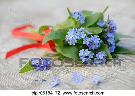 Forget-Me-Not ( Myosotis spec. ) View Large Photo Image Stock Image - Forget-Me-Not ( Myosotis spec. ). Fotosearch