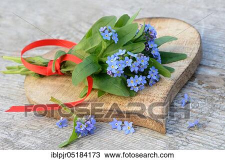 Stock Image - Forget-me-not ( Myosotis spec. ). Fotosearch