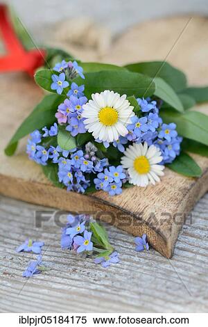 Forget-me-not ( Myosotis spec. ) View Large Photo Image Stock Photography - Forget-me-not ( Myosotis spec. ). Fotosearch