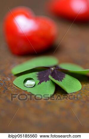 Stock Image - Four-leaf clover with drops of water and red hearts ( Oxalis deppei). Fotosearch