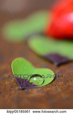 Stock Image - Four-leaf clover with drops of water and red hearts ( Oxalis deppei). Fotosearch