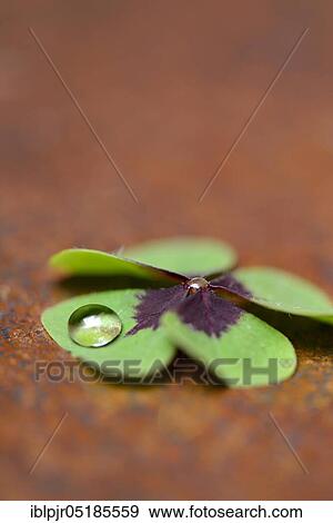 Four-leaf clover with drops of water ( Oxalis deppei) View Large Photo Image Stock Photo - Four-leaf clover with drops of water ( Oxalis deppei). Fotosearch