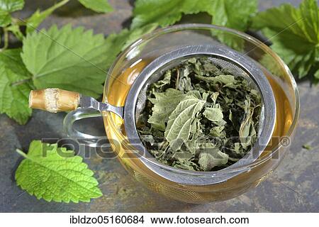 Four Season Tea, currant (Ribes), Black, Lemon balm, Lemon balm, Wild strawberry, Sunflower, Sunflower blossoms, Nettle, Nettle leaves, nigrum, Fragaria vesca, Melissa officinalis, Helianthus annuus, Urtica dioic View Large Photo Image Picture - Four Season Tea, currant (Ribes), Black, Lemon balm, Lemon balm, Wild strawberry, Sunflower, Sunflower blossoms, Nettle, Nettle leaves, nigrum, Fragaria vesca, Melissa officinalis, Helianthus annuus, Urtica dioic. Fotosearch