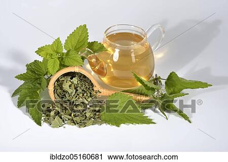 Four Season Tea, currant (Ribes), Black, Lemon balm, Lemon balm, Wild strawberry, Sunflower, Sunflower blossoms, Nettle, Nettle leaves, nigrum, Fragaria vesca, Melissa officinalis, Helianthus annuus, Urtica dioic View Large Photo Image Stock Image - Four Season Tea, currant (Ribes), Black, Lemon balm, Lemon balm, Wild strawberry, Sunflower, Sunflower blossoms, Nettle, Nettle leaves, nigrum, Fragaria vesca, Melissa officinalis, Helianthus annuus, Urtica dioic. Fotosearch