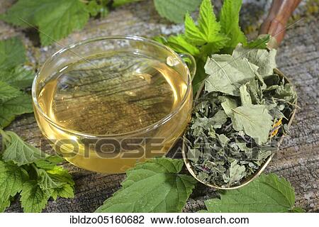 Four Season Tea, currant (Ribes), Black, Lemon balm, Lemon balm, Wild strawberry, Sunflower, Sunflower blossoms, Nettle, Nettle leaves, nigrum, Fragaria vesca, Melissa officinalis, Helianthus annuus, Urtica dioic View Large Photo Image Stock Image - Four Season Tea, currant (Ribes), Black, Lemon balm, Lemon balm, Wild strawberry, Sunflower, Sunflower blossoms, Nettle, Nettle leaves, nigrum, Fragaria vesca, Melissa officinalis, Helianthus annuus, Urtica dioic. Fotosearch