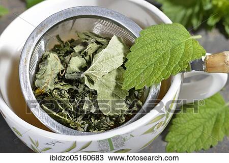 Four Season Tea, currant (Ribes), Black, Lemon balm, Lemon balm, Wild strawberry, Sunflower, Sunflower blossoms, Nettle, Nettle leaves, nigrum, Fragaria vesca, Melissa officinalis, Helianthus annuus, Urtica dioic View Large Photo Image Stock Image - Four Season Tea, currant (Ribes), Black, Lemon balm, Lemon balm, Wild strawberry, Sunflower, Sunflower blossoms, Nettle, Nettle leaves, nigrum, Fragaria vesca, Melissa officinalis, Helianthus annuus, Urtica dioic. Fotosearch