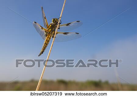 Stock Photo - Four-spotted chaser (Libellula quadrimaculata) Lower Saxony, Germany, Europe. Fotosearch