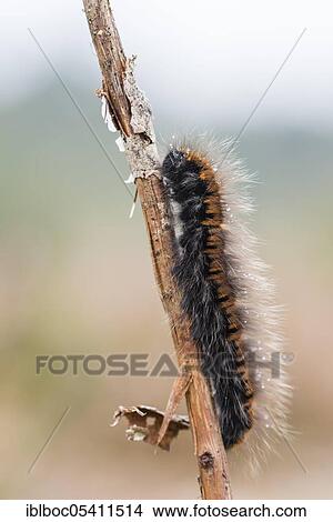 Picture - Fox moth (Macrothylacia rubi), caterpillar, NSG Lüneburger Heide, Lower Saxony, Germany, Europe. Fotosearch