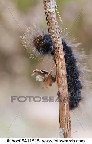 Stock Photography - Fox moth (Macrothylacia rubi), caterpillar, NSG Lüneburger Heide, Lower Saxony, Germany, Europe. Fotosearch