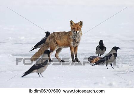 Fox (Vulpes Vulpes), at the eagle's feeder the fox finds the laid out carp in the snow, Brandenburg, Germany, Europe View Large Photo Image Stock Image - Fox (Vulpes Vulpes), at the eagle's feeder the fox finds the laid out carp in the snow, Brandenburg, Germany, Europe. Fotosearch