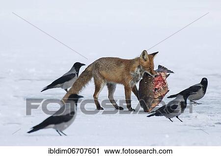 Stock Image - Fox (Vulpes Vulpes), at the eagle's nest the fox finds the laid out carp in the snow and tries to drag the fish away, Brandenburg, Germany, Europe. Fotosearch