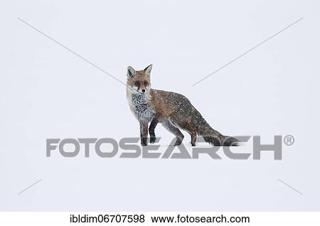 Fox (Vulpes Vulpes), laces in the snow looks around cautiously and belays, Brandenburg, Germany, Europe View Large Photo Image Stock Photo - Fox (Vulpes Vulpes), laces in the snow looks around cautiously and belays, Brandenburg, Germany, Europe. Fotosearch